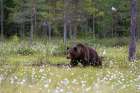 A European brown bear walking in a meadow of blooming cotton grass-Kuhmo-Finland Art Print